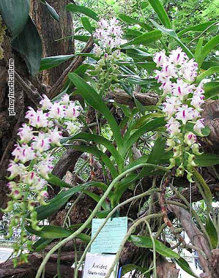 Aerides lawrenciae