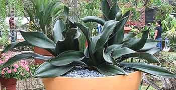 Sansevieria masoniana