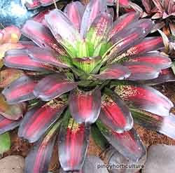 Neoregelia Castigado