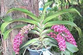 Rhyncostylis gigantea