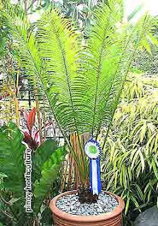 Cycas microzamia