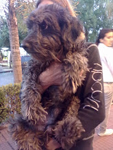 POMPON en adopcion