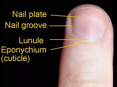 When the nail is injured, the nail matrix can become damaged resulting in