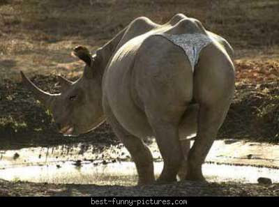 best-funny-pictures_rhino-underwear