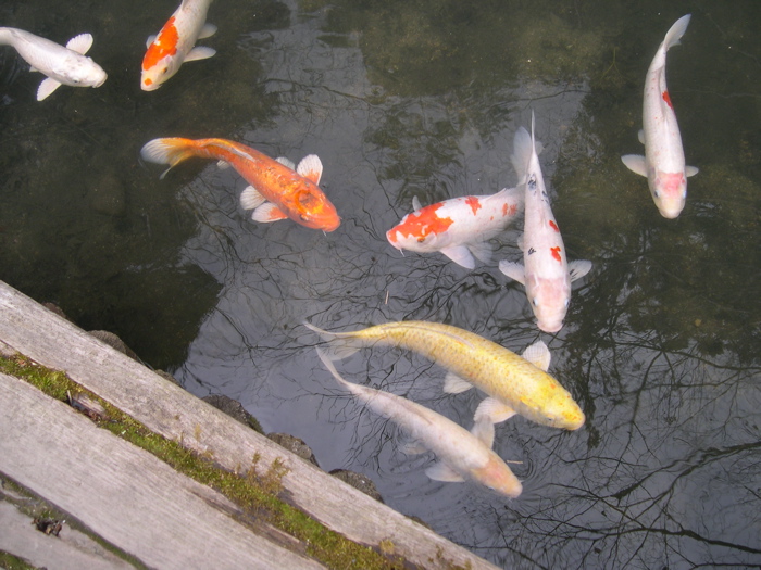 [Koi+in+pond.jpg]