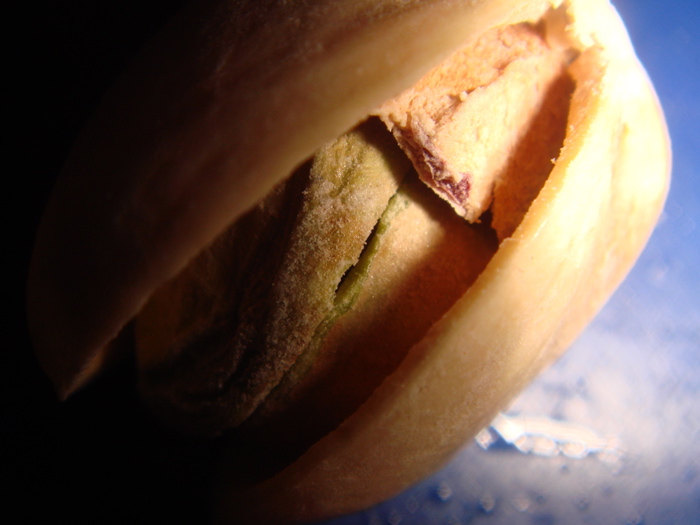 [Pistachio.jpg]