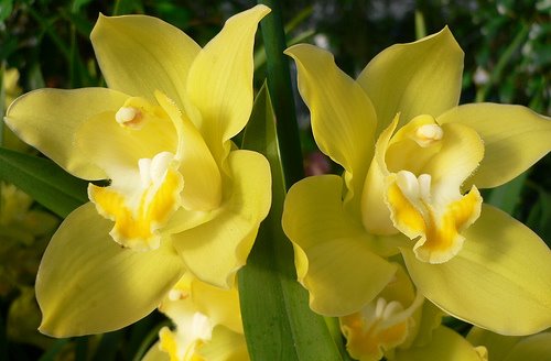 [orchid+yellow.jpg]