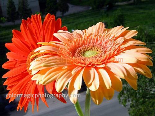 Gerbera+daisy+flower+arrangements