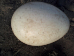 LOCAL TURKEY EGG