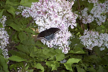 Butterfly on the Lilacs