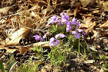 Wild Violets