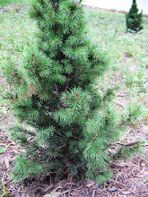 Two Young Pines