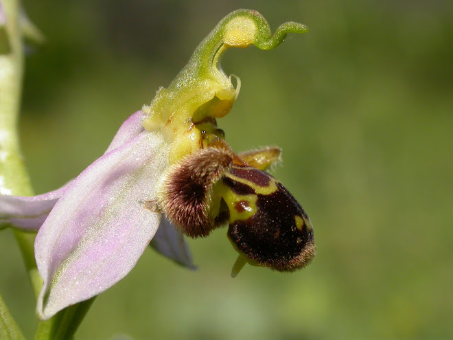 Ophrys apifera