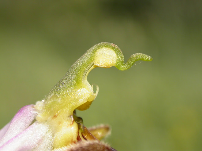 Gymnostème d'Ophrys apifera