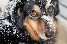 Roo after playing in snow