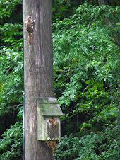 flying squirrel(Glaucomys volans)