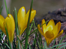 Spring Crocus flowers