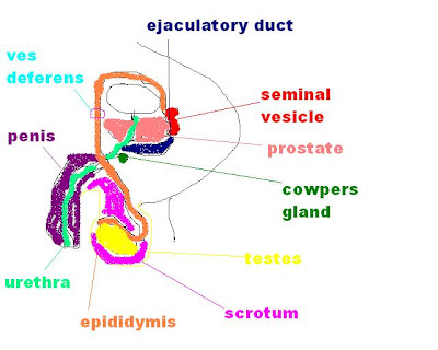 Stevens Anatomy: Male and Female Reproductive System