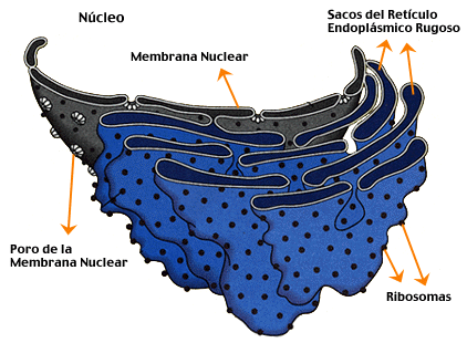 estructura de la celula procariota. estructura de la celula celula procariota estructura. estructura de la celula procariota. estructura de la celula