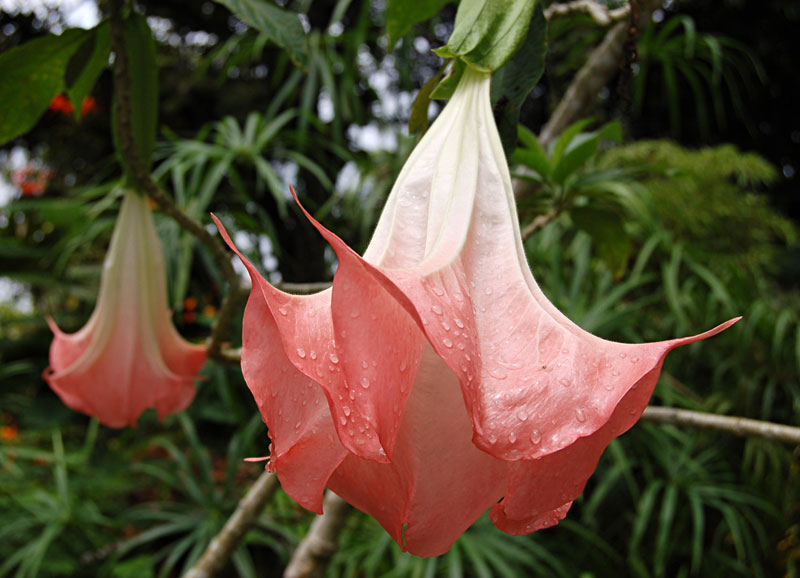 [ubcbotanicalgardenorg2.jpeg]