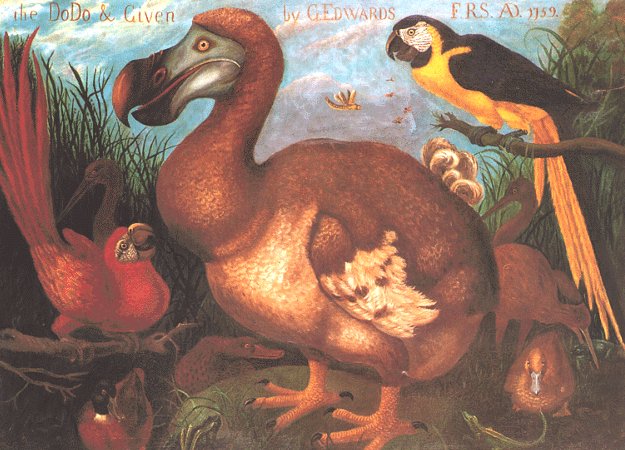 Dodo Bird