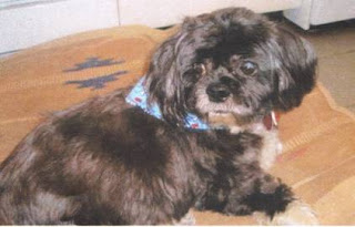Neartown Animal Clinic