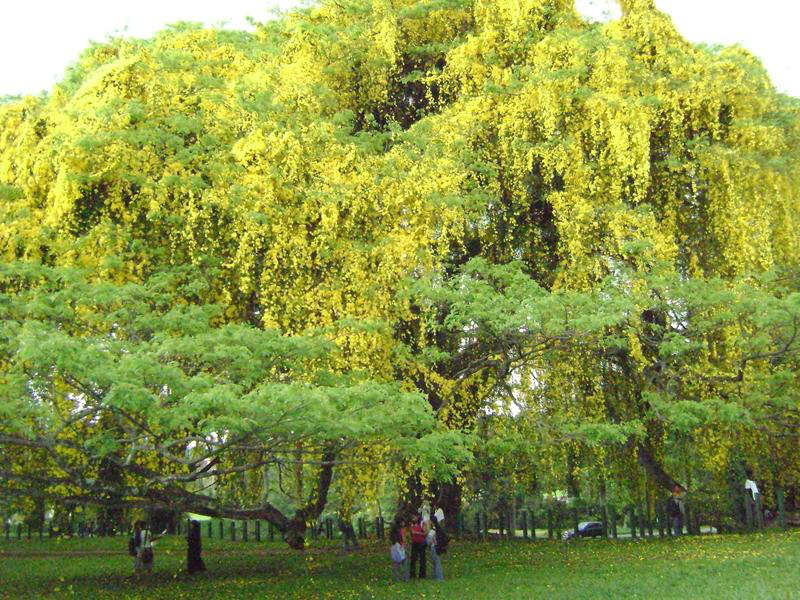 university of peradeniya