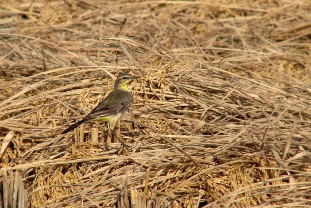 [yellowwag4.JPG]