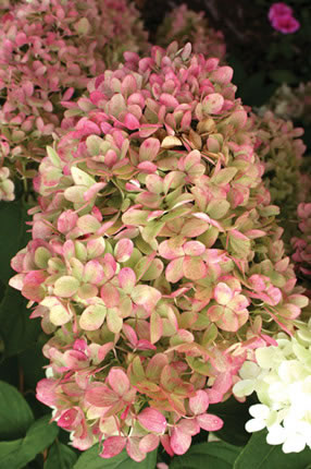 A Guide To Northeastern Gardening 18 Summer Blooming Shrubs For