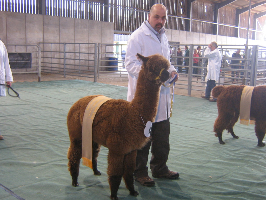 Alpaca Show
