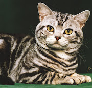 cat tabby domesticcat closeup