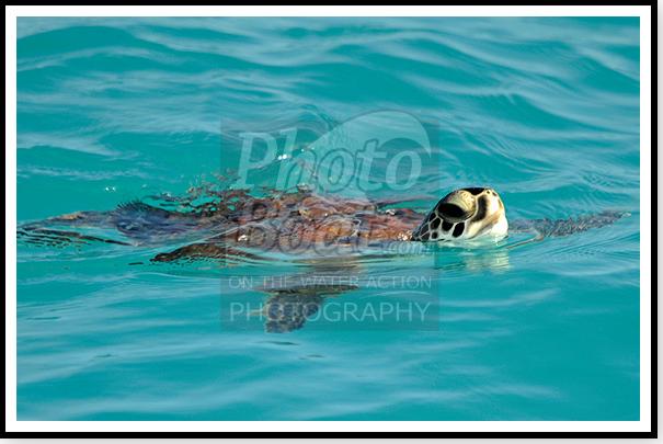 [proof_2010KeyWestRaceWeekE+018.jpg]