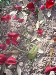 A Beautiful Grave