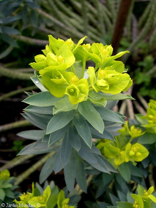 [euphorbia-rigidaG.jpg]