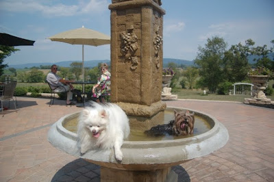 Pomeroy Dog