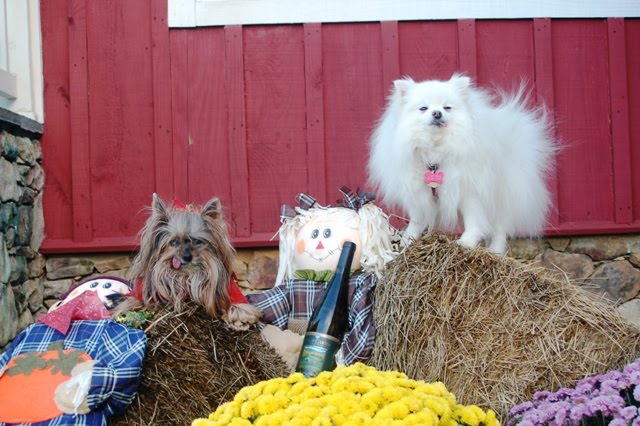 Pomeroy Dog