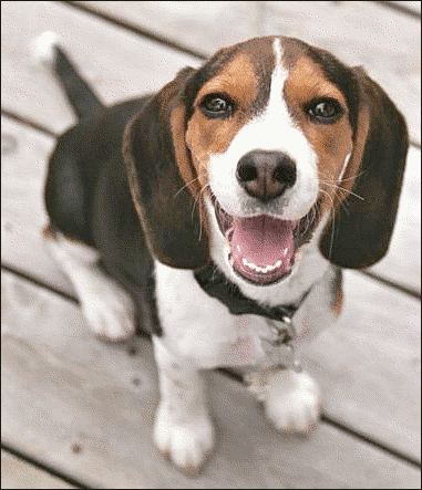 [beagle_puppy.png]