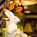 [bunny.jpg]