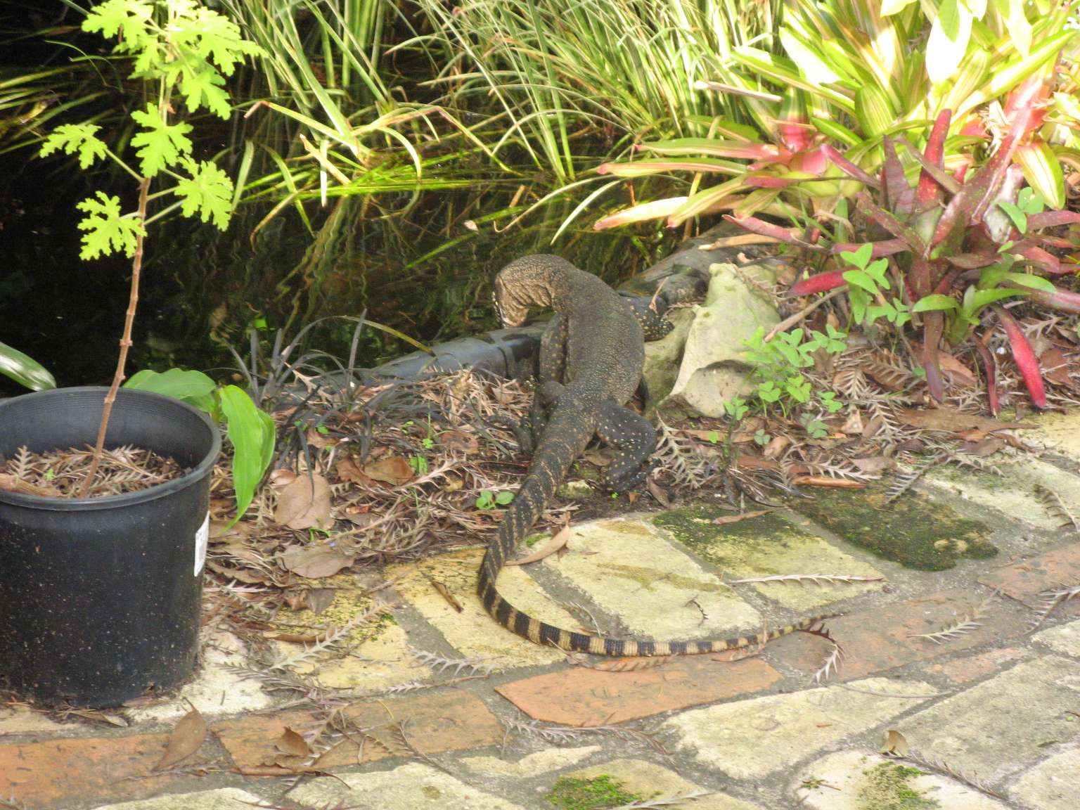 [IMG_0603+-+Goanna.JPG]