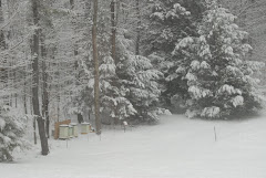 Our bees wintering in New Hampshire