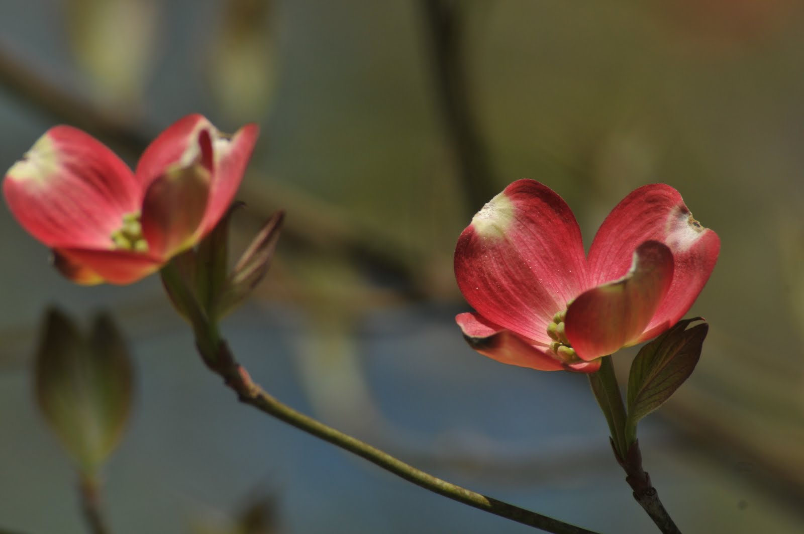 Dogwood+tree+leaves+drooping