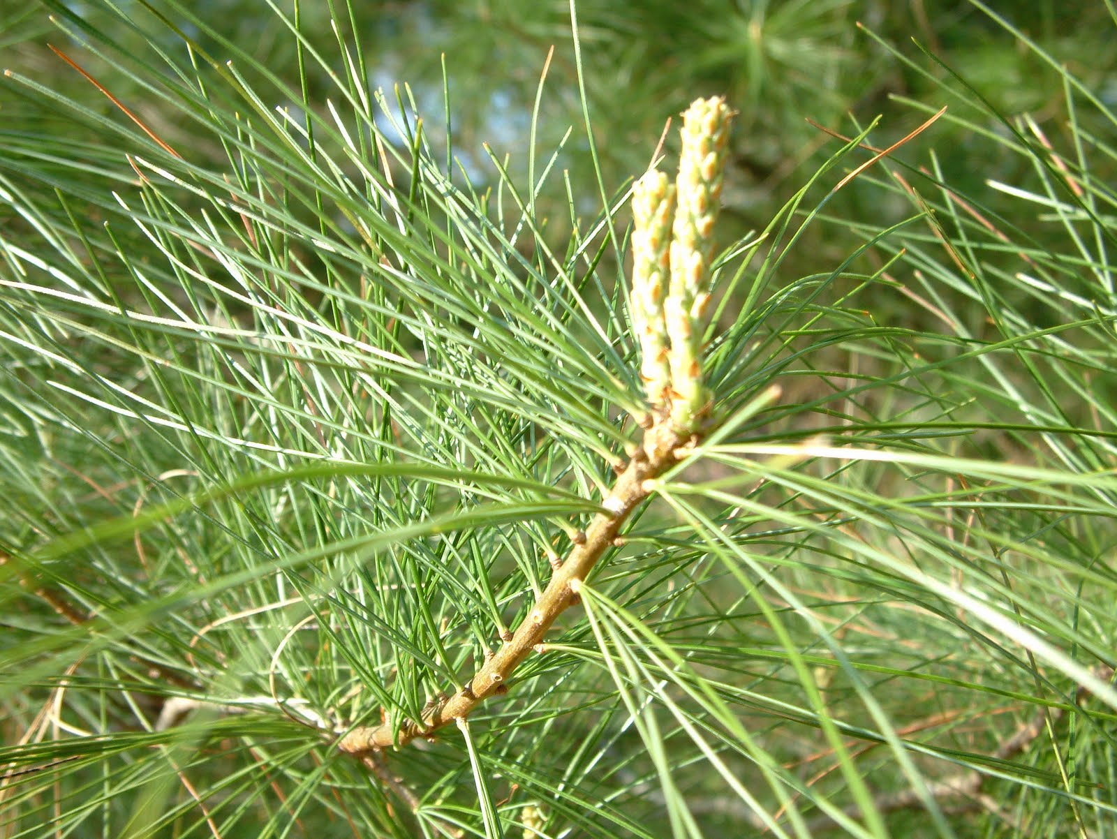 Pine Limb
