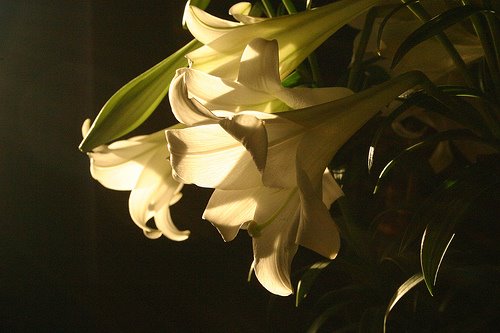 [3625329992_1ea1d76a3a.jpg]