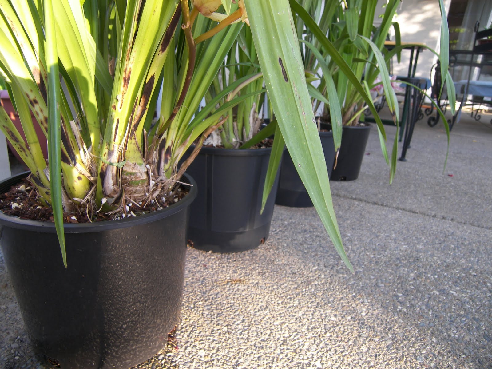 Mastering Horticulture Repotting Cymbidium