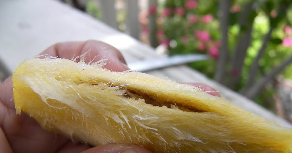 Mastering Horticulture Germinating a Mango Seed