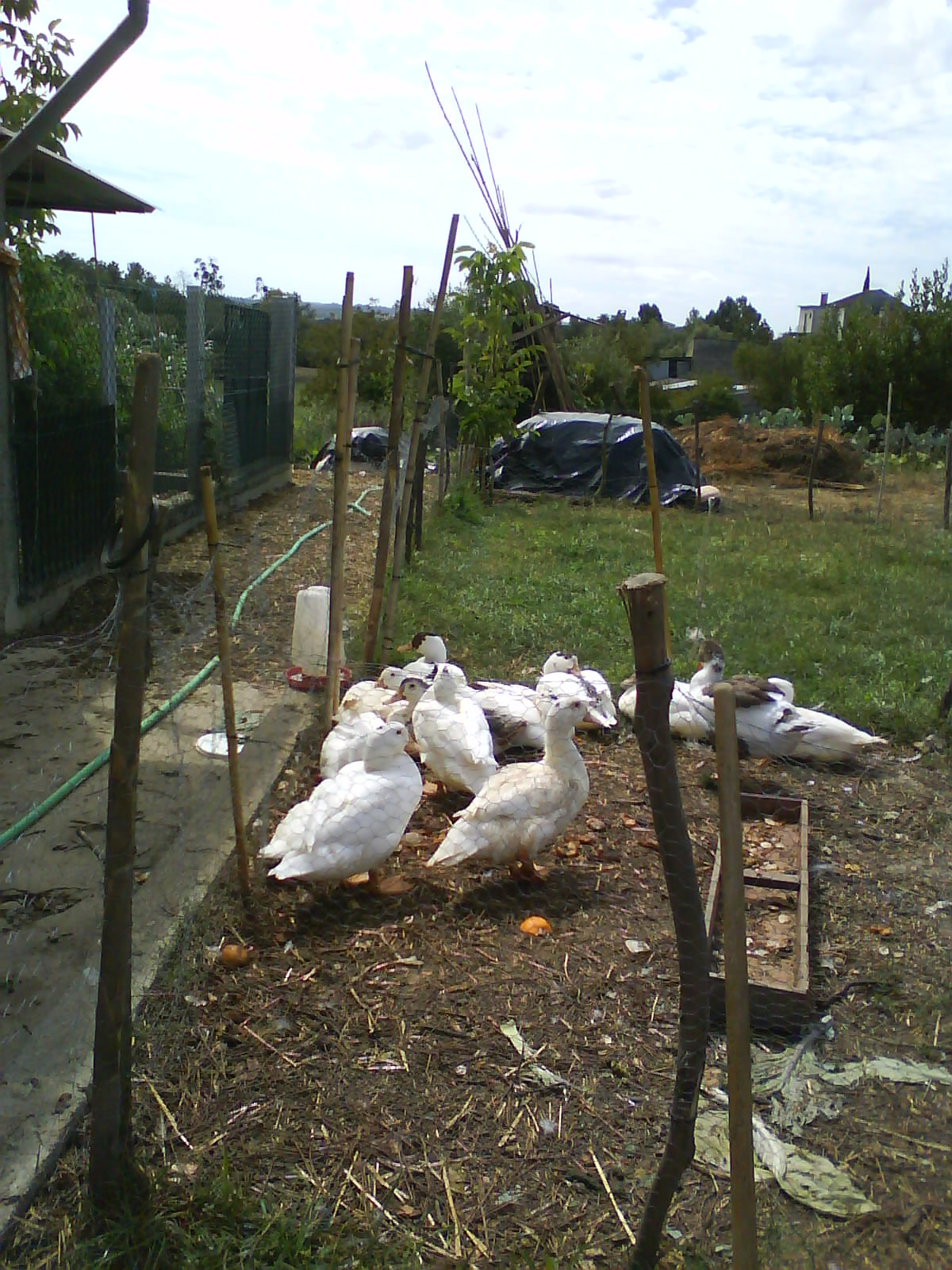 [DSC00370.JPG]