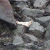 First seal pup of 2009?