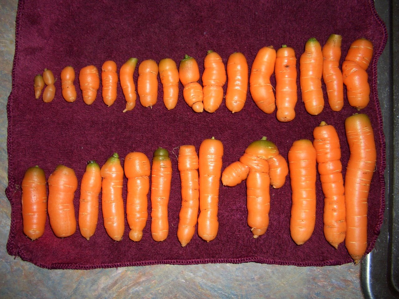 [CarrotsInARow.JPG]