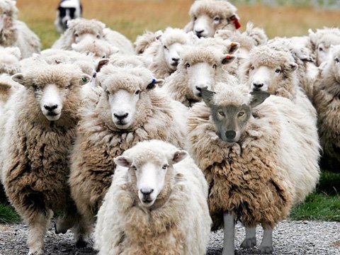 [animaldisfarçado4.jpg]