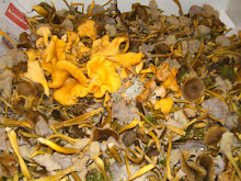 Svampen som vi hittade